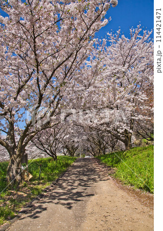 桜咲く、海の見える丘 114421471