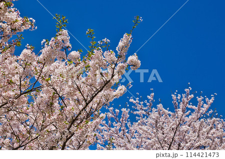 桜咲く、海の見える丘 114421473