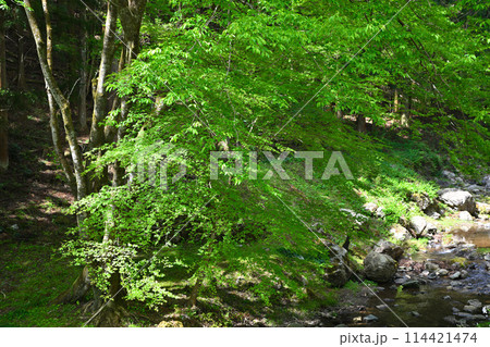 龍ヶ谷川沿いの新緑　春の里風景　龍穏寺付近　　　　 114421474