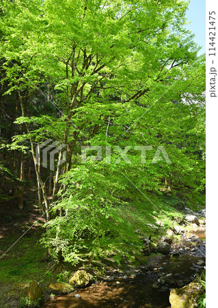 龍ヶ谷川沿いの新緑　春の里風景　龍穏寺付近　　　　 114421475