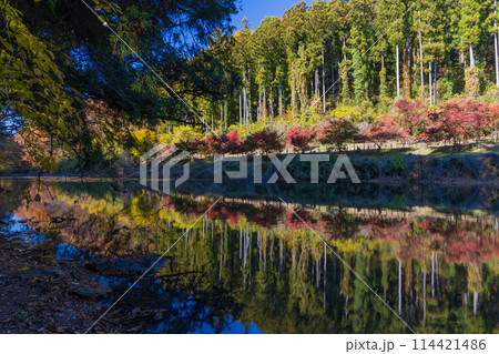 埼玉嵐山町の秋　紅葉の嵐山渓谷 114421486