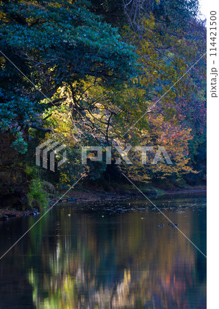 埼玉嵐山町の秋　紅葉の嵐山渓谷 114421500