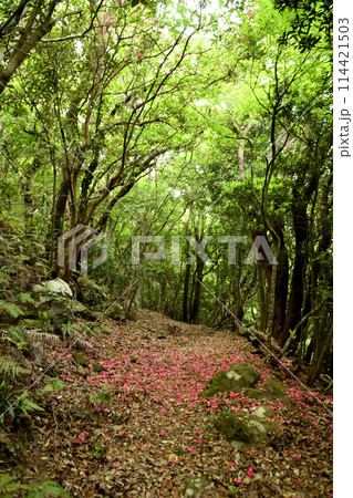 ツツジ咲く長井坂(熊野古道)   【和歌山県すさみ町】 114421503