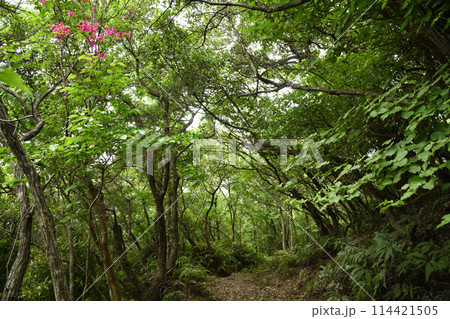 ツツジ咲く長井坂(熊野古道) 【和歌山県すさみ町】 ツツジ咲く長井坂(熊野古道) 【和歌山県すさみ町】 114421505