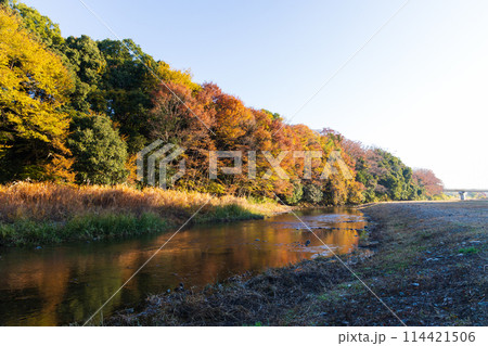 埼玉嵐山町の秋　紅葉の嵐山渓谷 114421506