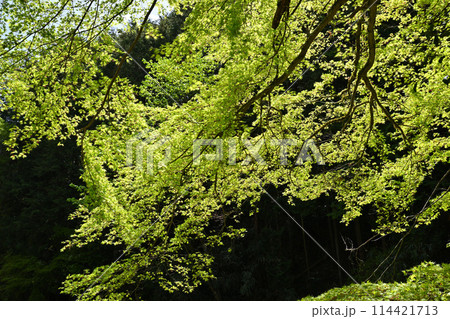龍ヶ谷川沿いの新緑　春の里風景　龍穏寺付近　　　　 114421713