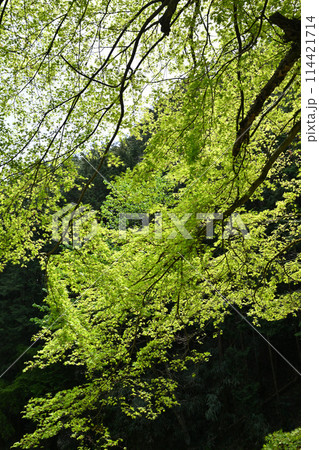 龍ヶ谷川沿いの新緑　春の里風景　龍穏寺付近　　　　 114421714