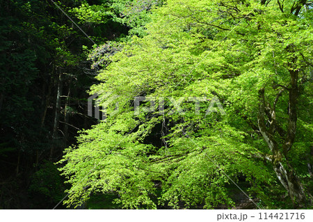 龍ヶ谷川沿いの新緑　春の里風景　龍穏寺付近　　　　 114421716