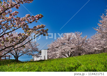 桜咲く、海の見える丘 桜咲く、海の見える丘 114421751