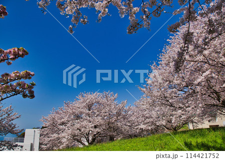 桜咲く、海の見える丘 114421752