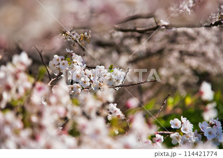 桜咲く、海の見える丘 桜咲く、海の見える丘 114421774
