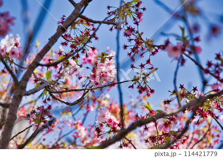 桜咲く、海の見える丘 114421779