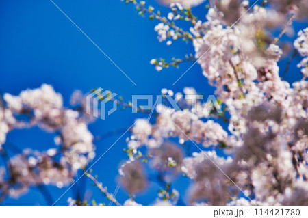 桜咲く、海の見える丘 114421780