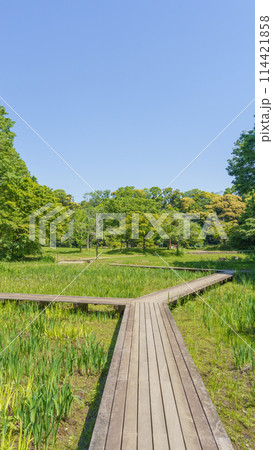 【千葉県千葉市】泉谷公園 菖蒲田 【千葉県千葉市】泉谷公園 菖蒲田 114421858