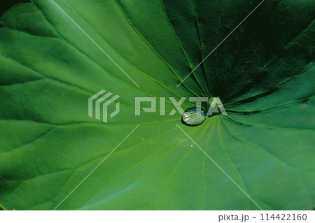 蓮の葉の上の雫 114422160