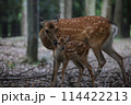 母子鹿 114422213