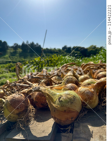 天日干し中の玉ねぎ 天日干し中の玉ねぎ 114422221