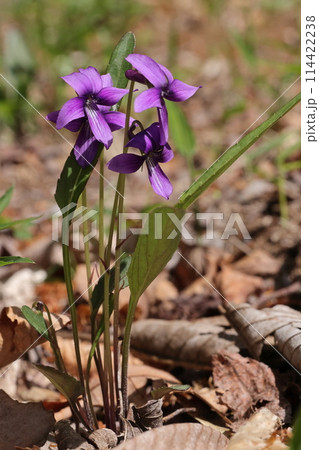 自然 植物 スミレ、日本ではスミレ属の花が数十種類あるそうです。こちらが『元祖』スミレ 自然 植物 スミレ、日本ではスミレ属の花が数十種類あるそうです。こちらが『元祖』スミレ 114422238