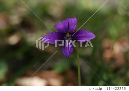 自然　植物　スミレ、花言葉は「謙虚」「誠実」「小さな幸せ」などだそうです 114422256