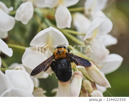 里山の白いフジの花とキムネクマバチ 里山の白いフジの花とキムネクマバチ 114422350