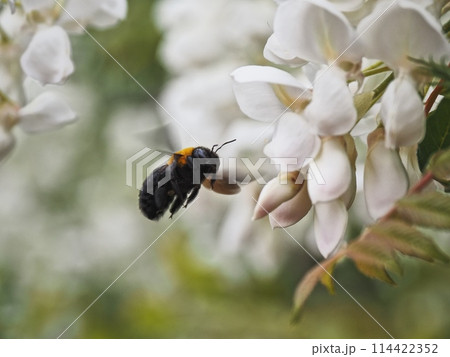 里山の白いフジの花とキムネクマバチ 里山の白いフジの花とキムネクマバチ 114422352