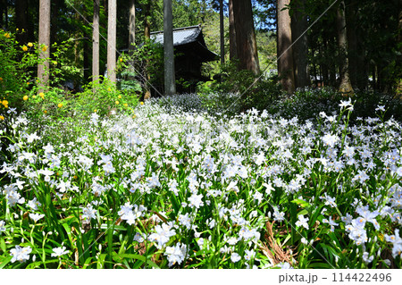 シャガの花の群生 春の里風景 龍穏寺境内 シャガの花の群生 春の里風景 龍穏寺境内 114422496