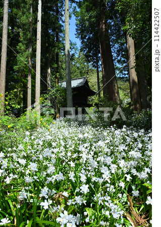 シャガの花の群生 春の里風景 龍穏寺境内 シャガの花の群生 春の里風景 龍穏寺境内 114422507