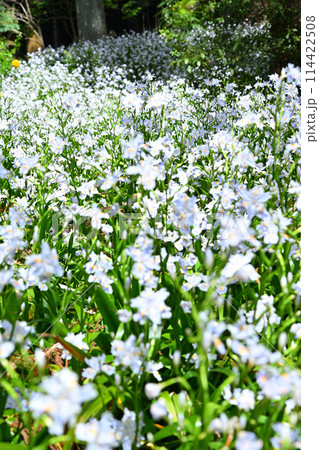 シャガの花の群生 春の里風景 龍穏寺境内 シャガの花の群生 春の里風景 龍穏寺境内 114422508