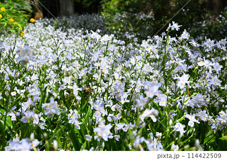 シャガの花の群生 春の里風景 龍穏寺境内 シャガの花の群生 春の里風景 龍穏寺境内 114422509