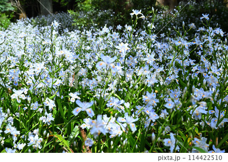 シャガの花の群生 春の里風景 龍穏寺境内 シャガの花の群生 春の里風景 龍穏寺境内 114422510
