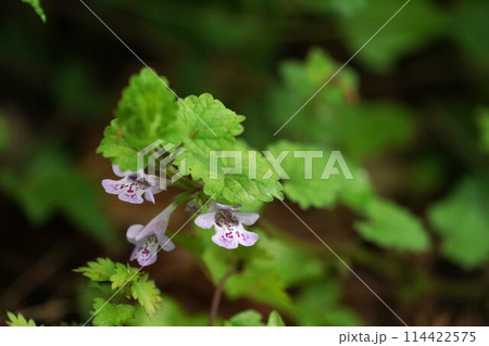 カキドオシの花 114422575