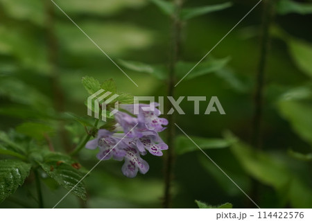 カキドオシの花 114422576