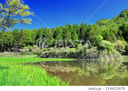 新緑の箱根お玉ヶ池 新緑の箱根お玉ヶ池 114422670