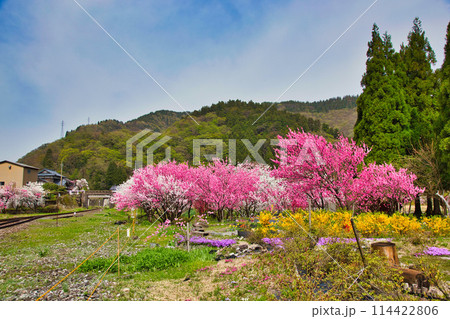 満開の花桃の里、勝原駅 114422806