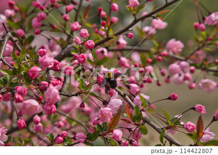 満開の花桃の里、勝原駅 114422807