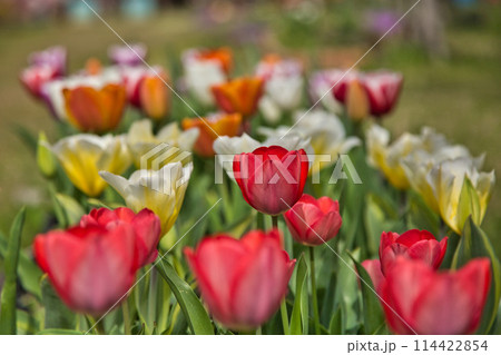 満開の花桃の里、勝原駅 114422854
