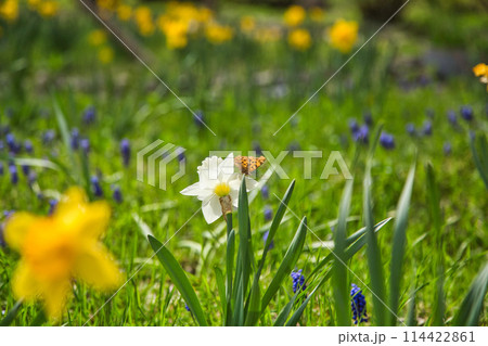 満開の花桃の里、勝原駅 満開の花桃の里、勝原駅 114422861