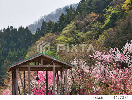 満開の花桃の里、勝原駅 満開の花桃の里、勝原駅 114422876