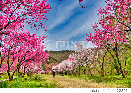 満開の花桃の里、勝原駅 114422891