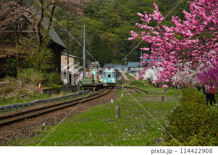 満開の花桃の里、勝原駅 114422908