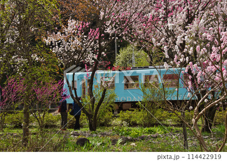 満開の花桃の里、勝原駅 114422919