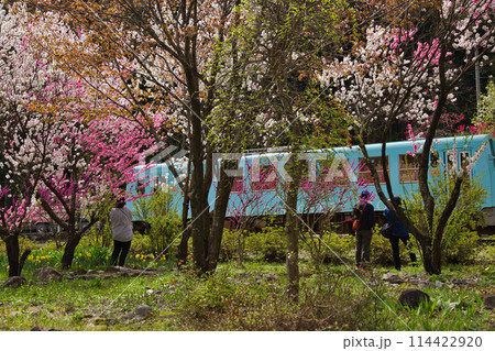 満開の花桃の里、勝原駅 114422920