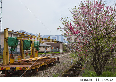 満開の花桃の里、勝原駅 114422932