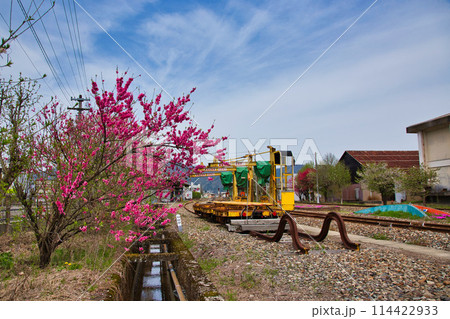 満開の花桃の里、勝原駅 114422933