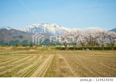 八海山と桜並木と田園風景の写真素材 [114423030] - PIXTA
