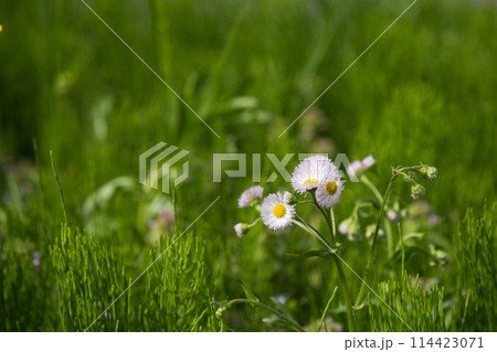 一乗谷、西山光照寺跡に春の訪れ 114423071