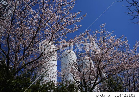 東田第一高炉と桜のカーテン 114423103