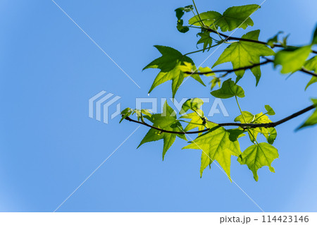 《福岡県》油山市民の森・新緑 《福岡県》油山市民の森・新緑 114423146