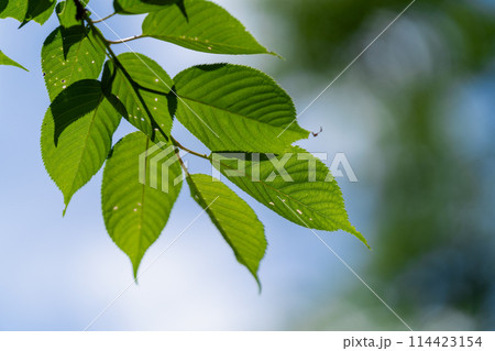 《福岡県》油山市民の森・新緑 《福岡県》油山市民の森・新緑 114423154