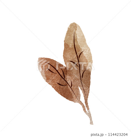 シンプルな茶色の葉っぱの水彩イラスト(紅茶、烏龍茶、黒茶など) シンプルな茶色の葉っぱの水彩イラスト(紅茶、烏龍茶、黒茶など) 114423204